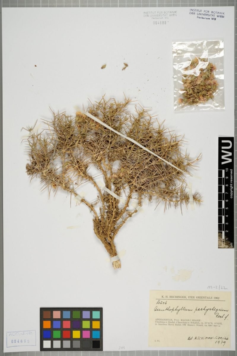 Acanthophyllum pachystegium photograph 5