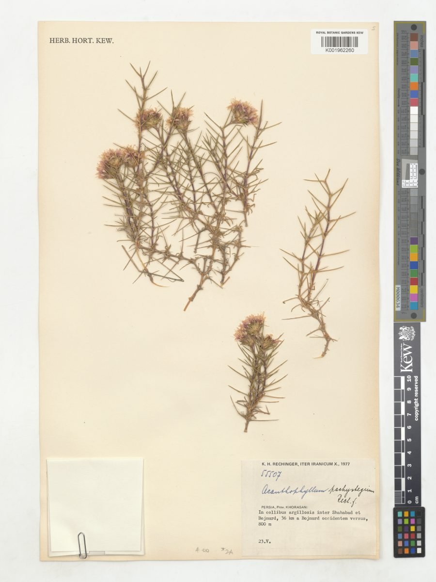 Acanthophyllum pachystegium photograph 2