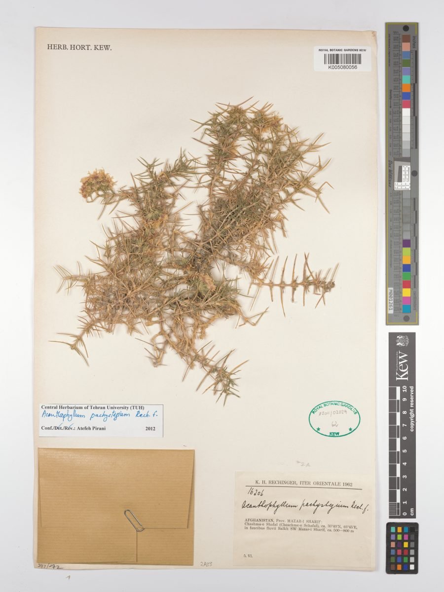 Acanthophyllum pachystegium photograph 6