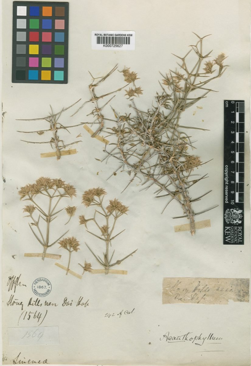 Acanthophyllum speciosum photograph 4