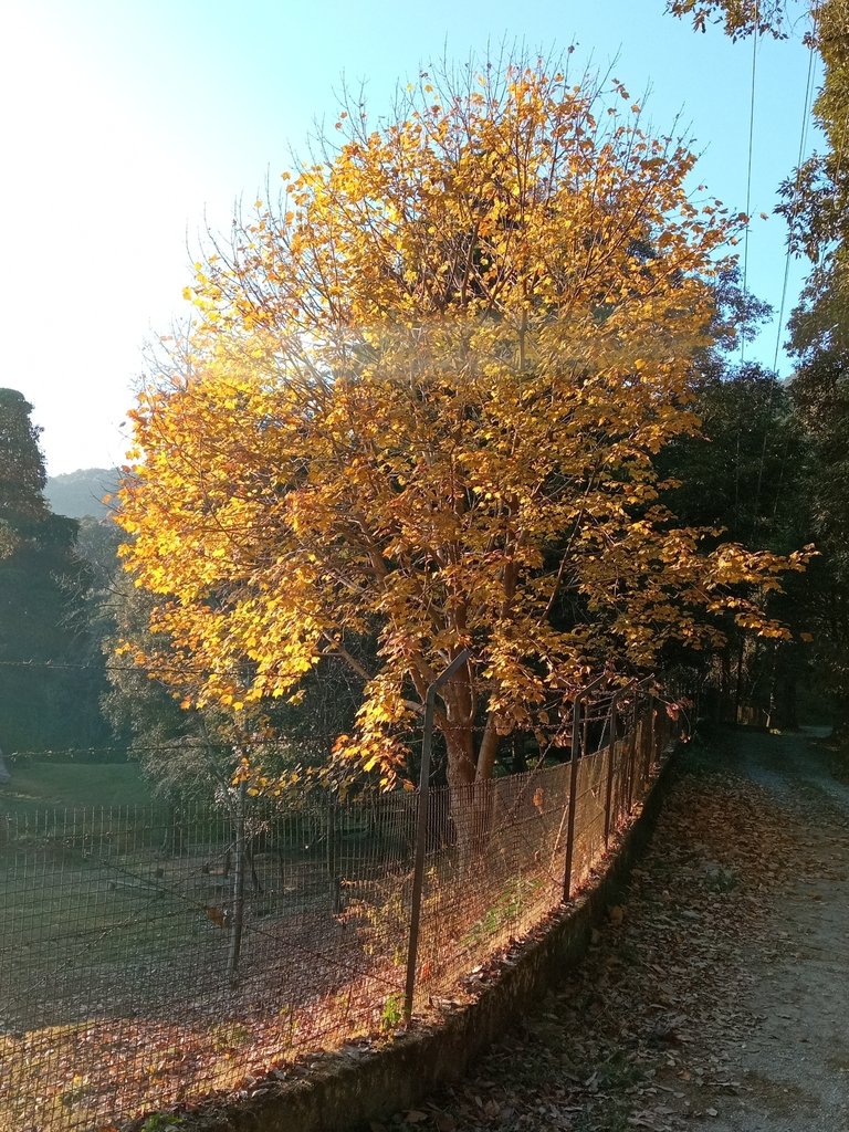 Acer caesium photograph 5