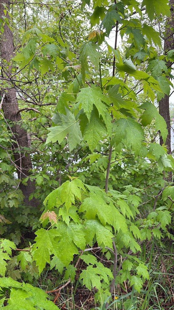 Acer × freemanii photograph 6