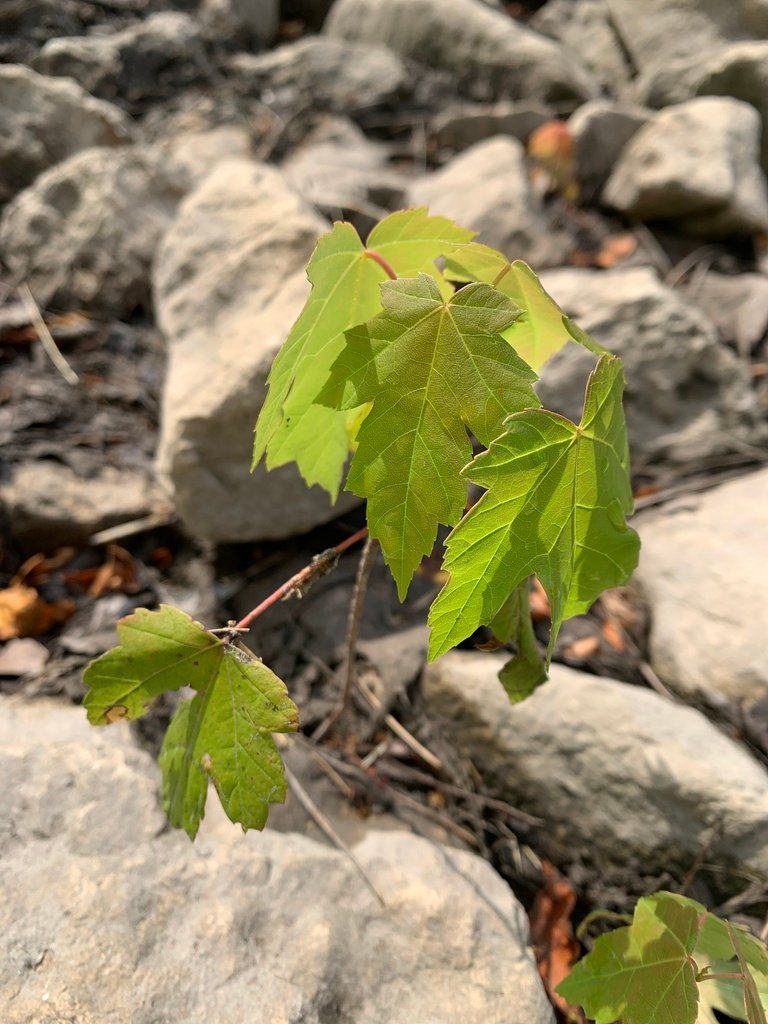Acer × freemanii photograph 3