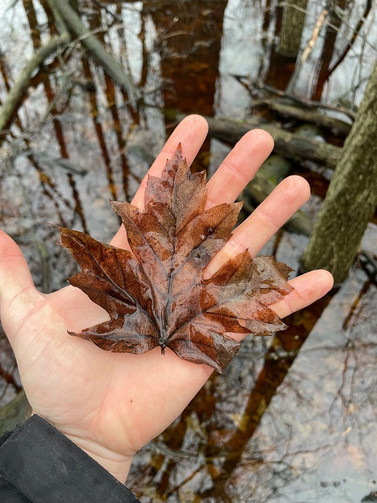 Acer × freemanii
