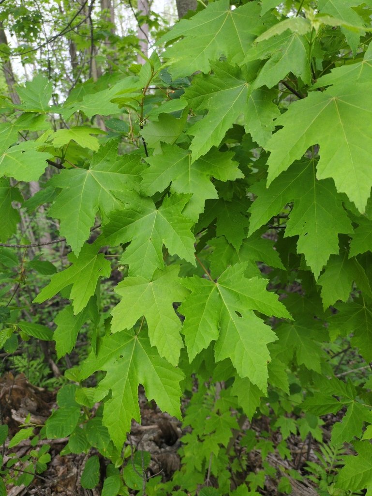 Acer × freemanii photograph 5