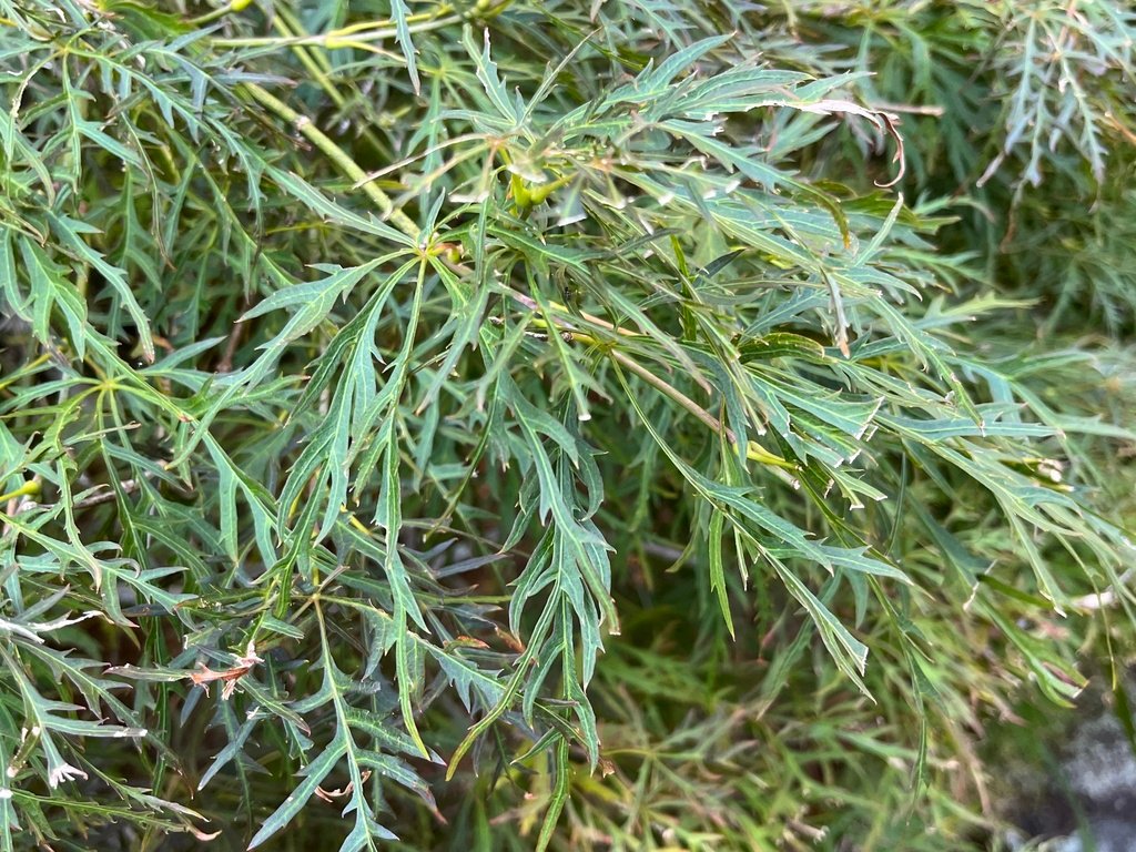 Acer palmatum