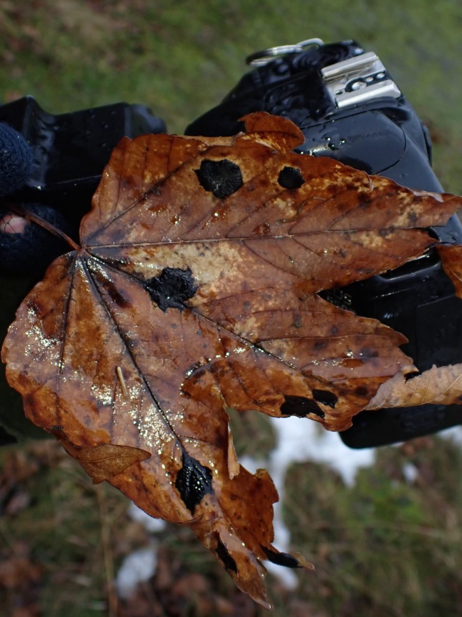 Acer pseudoplatanus photograph 5