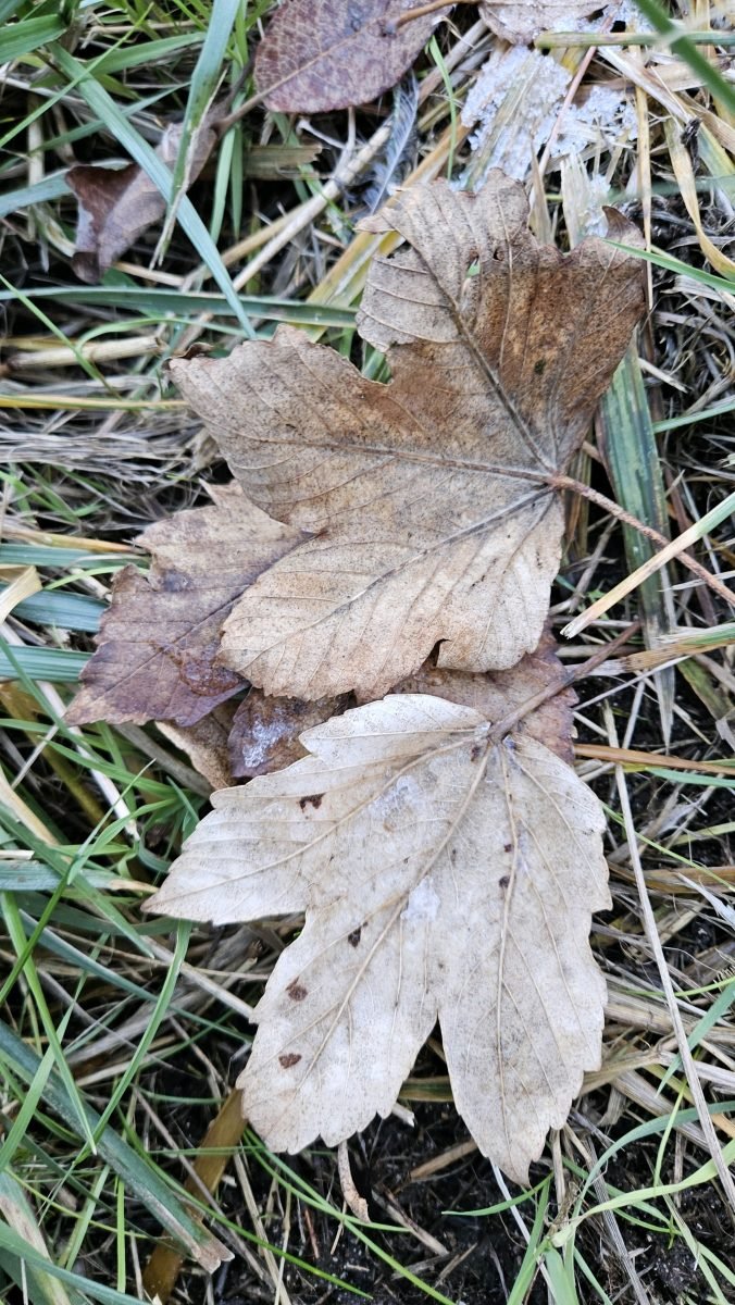 Acer pseudoplatanus photograph 3