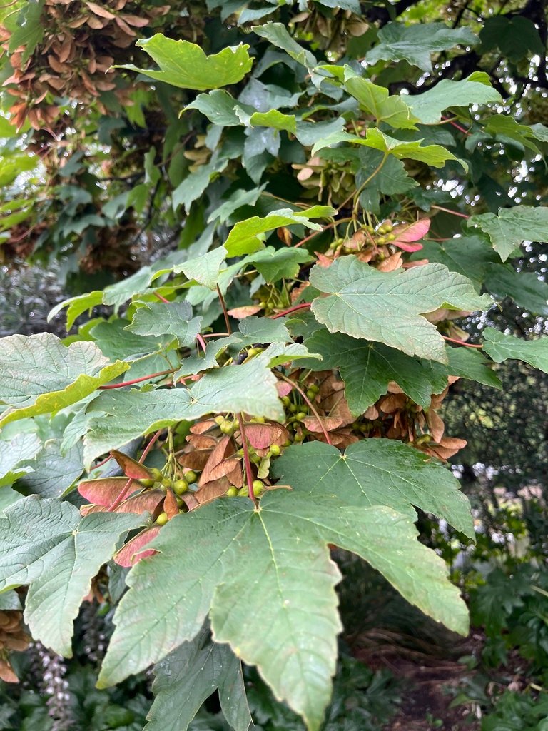 Acer pseudoplatanus