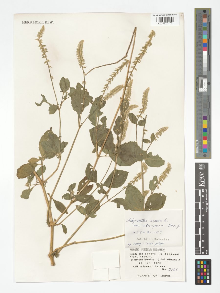 Achyranthes aspera var. rubrofusca photograph 3