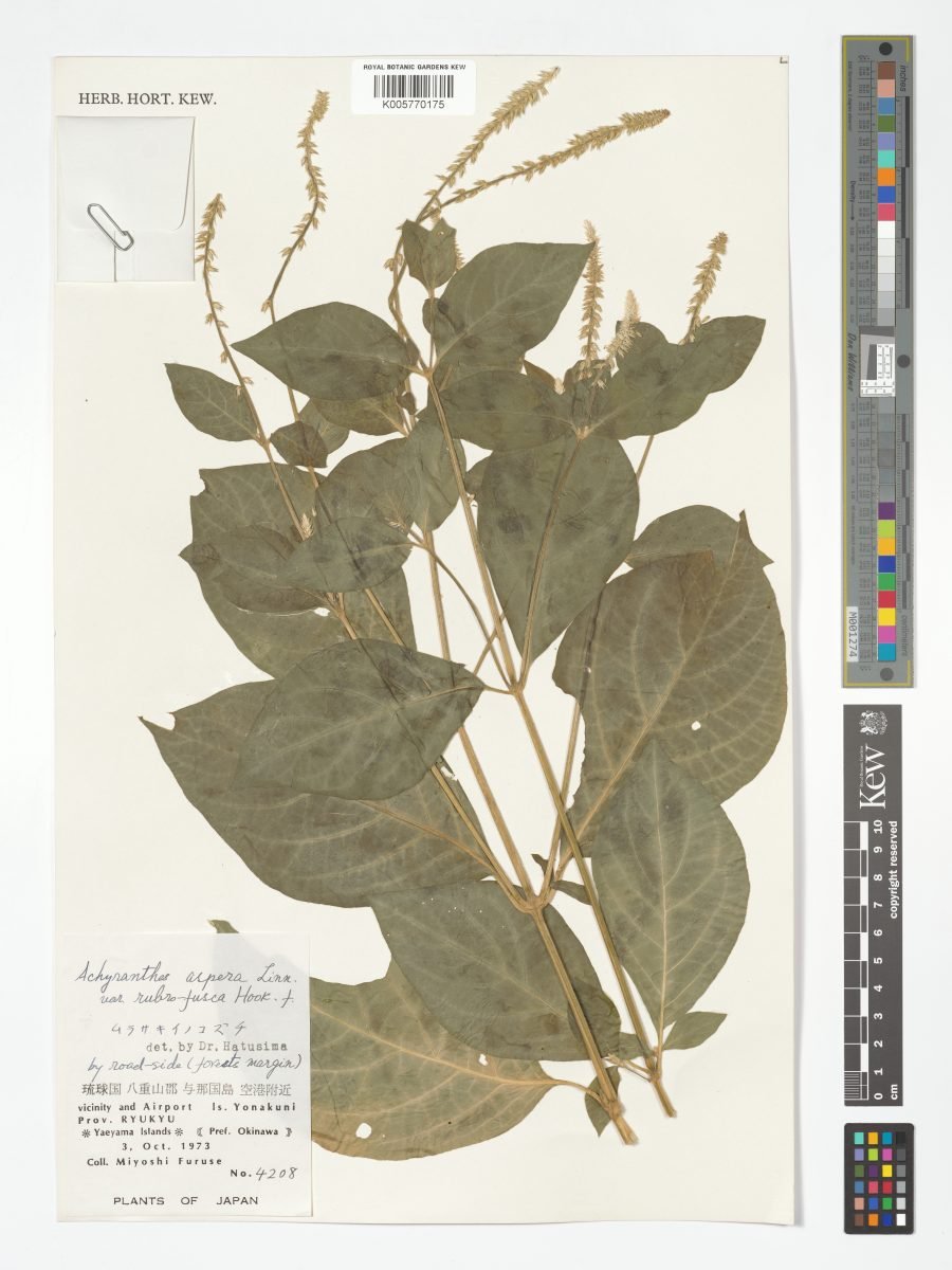 Achyranthes aspera var. rubrofusca photograph 6