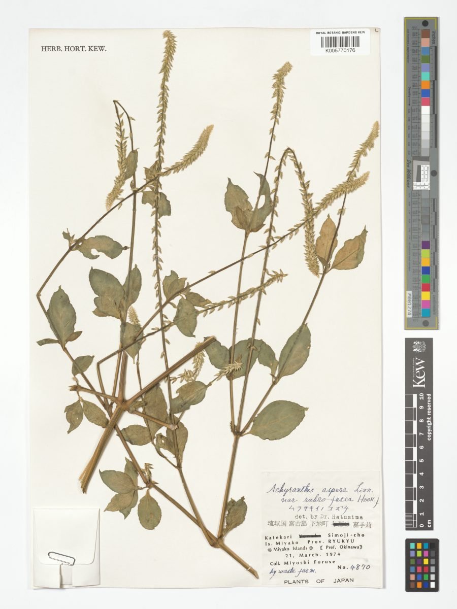 Achyranthes aspera var. rubrofusca photograph 2
