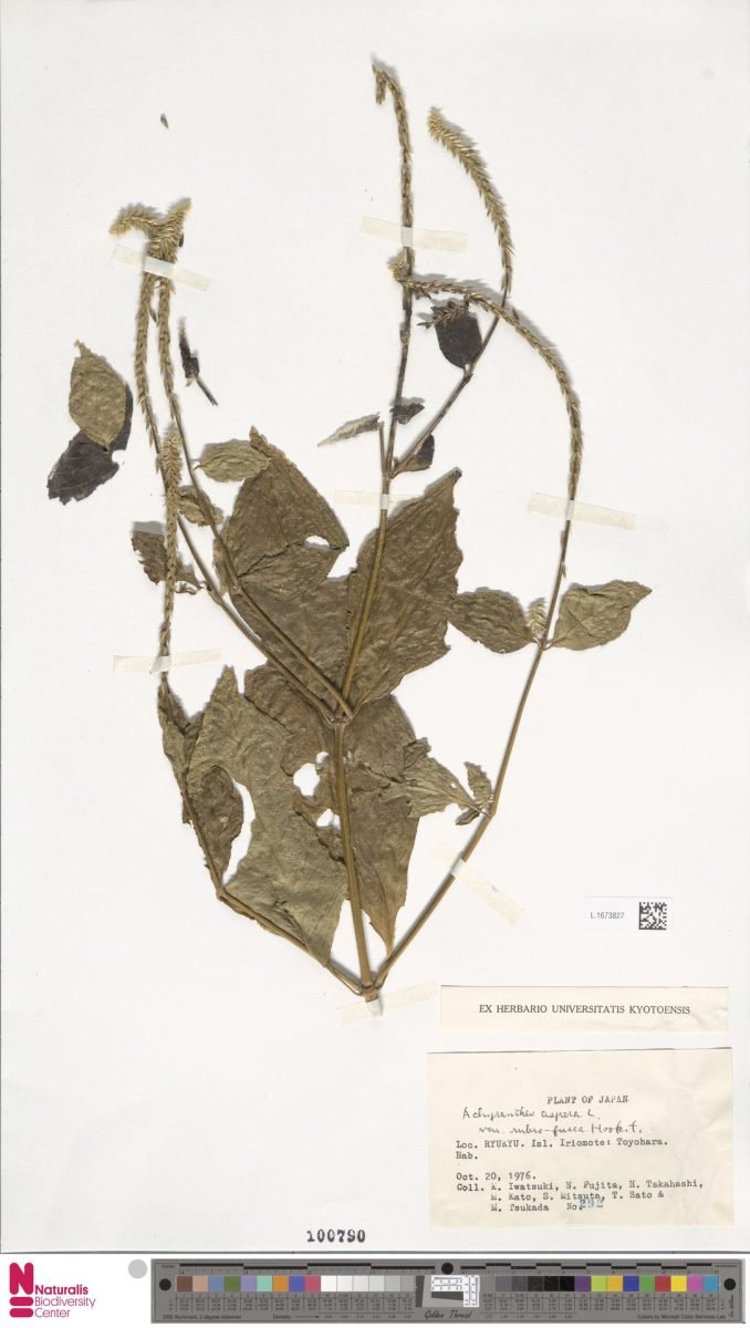 Achyranthes aspera var. rubrofusca