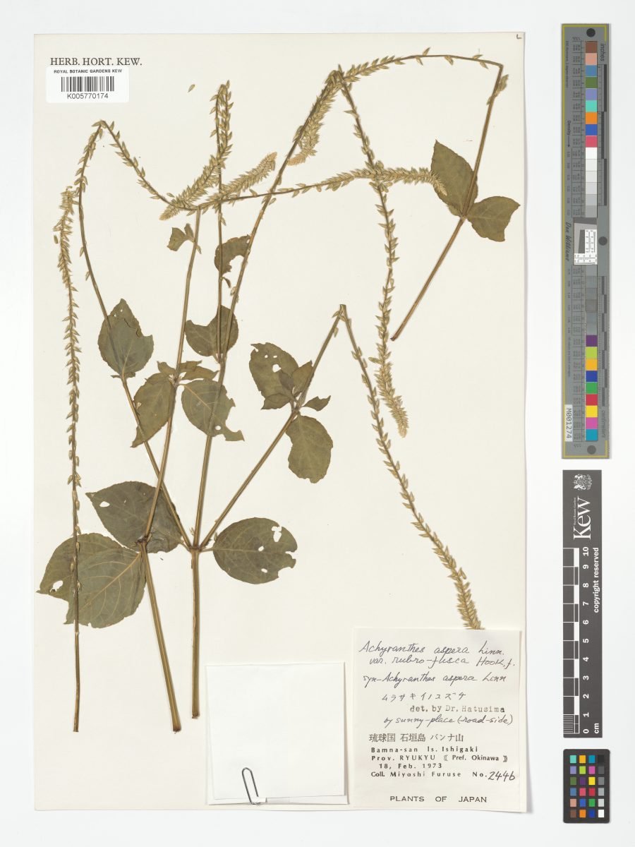 Achyranthes aspera var. rubrofusca photograph 4