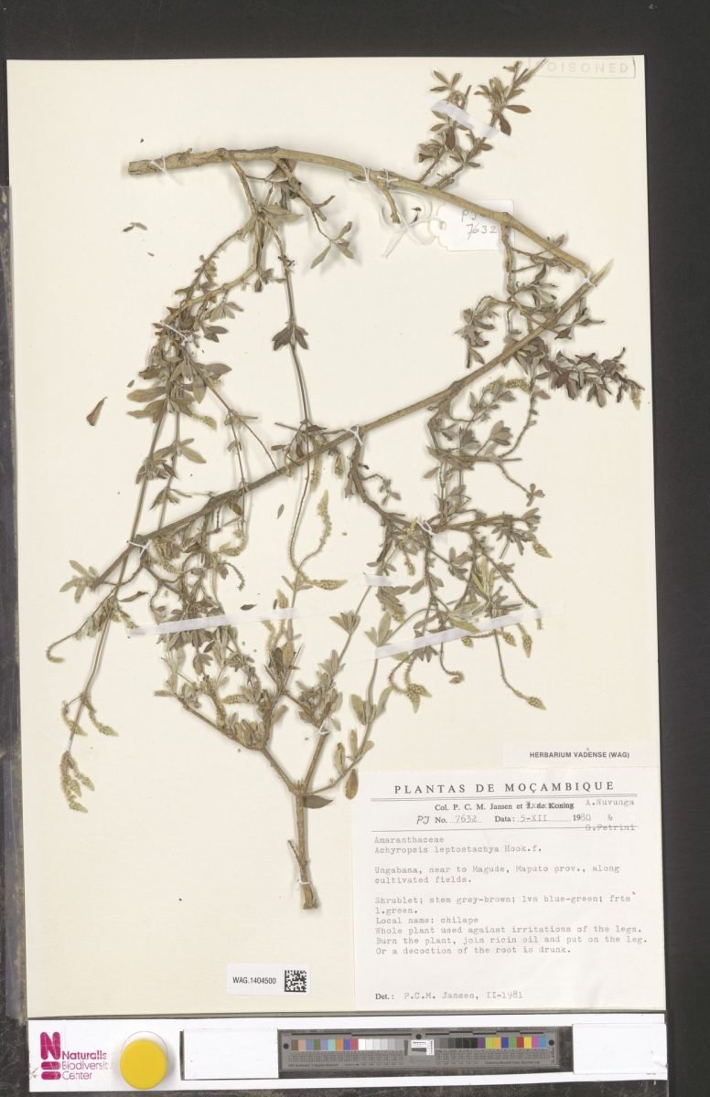 Achyropsis leptostachya photograph 5
