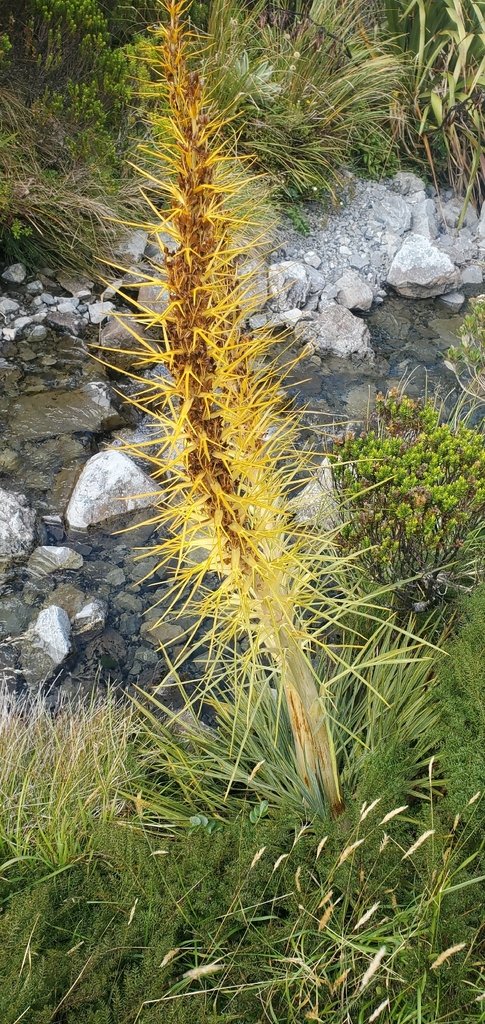 Aciphylla colensoi photograph 6