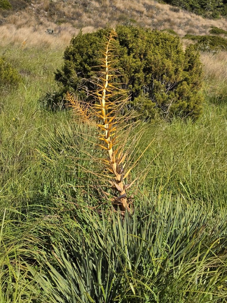 Aciphylla colensoi photograph 3
