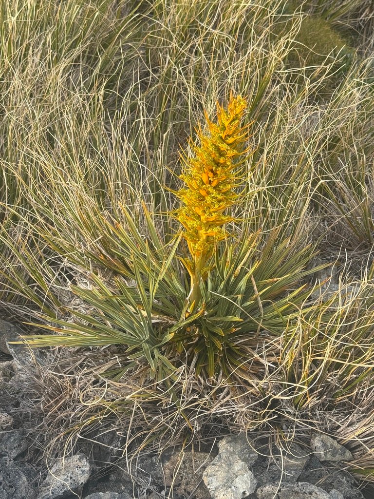Aciphylla colensoi photograph 4