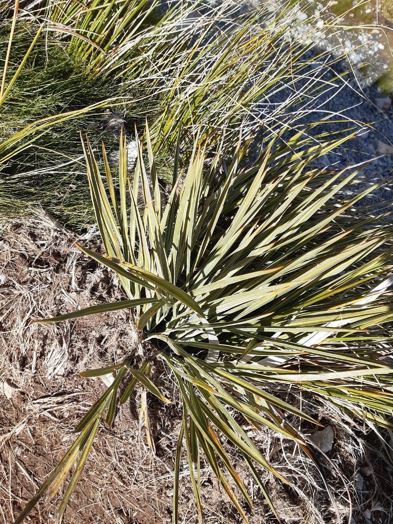 Aciphylla colensoi photograph 5