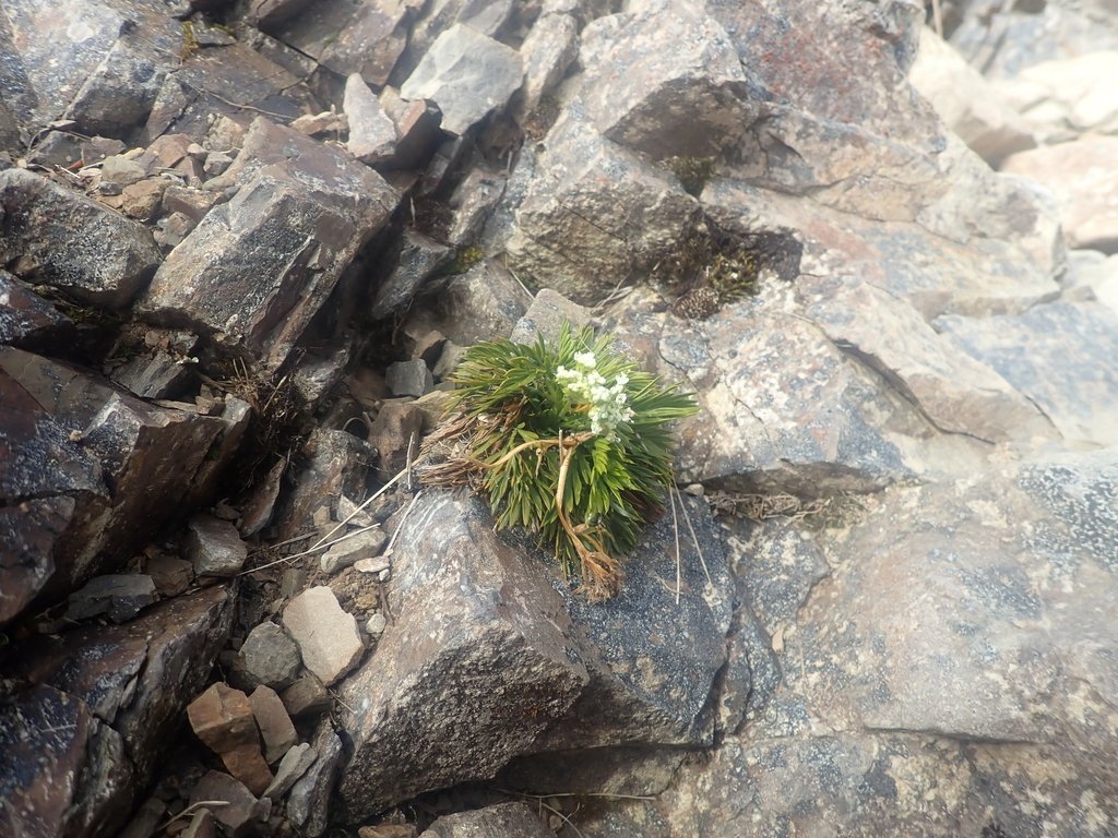 Aciphylla dissecta photograph 3