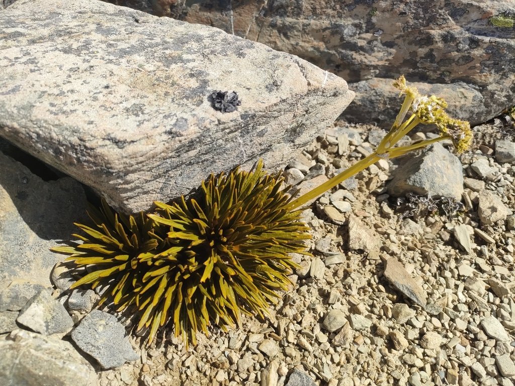 Aciphylla dobsonii