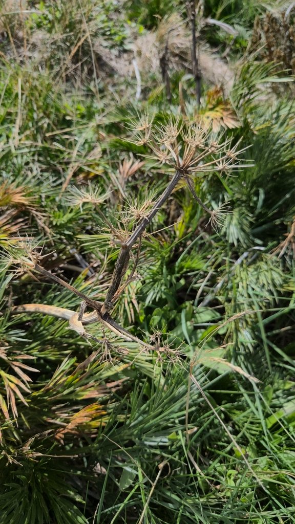 Aciphylla glacialis photograph 6
