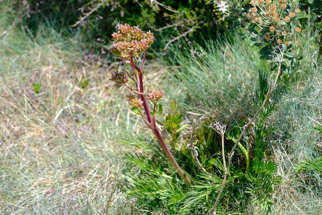 Aciphylla glacialis photograph 2