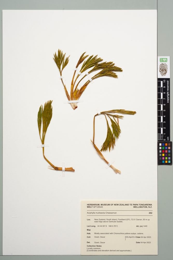 Aciphylla multisecta photograph 2