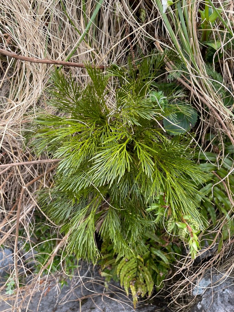 Aciphylla multisecta photograph 3