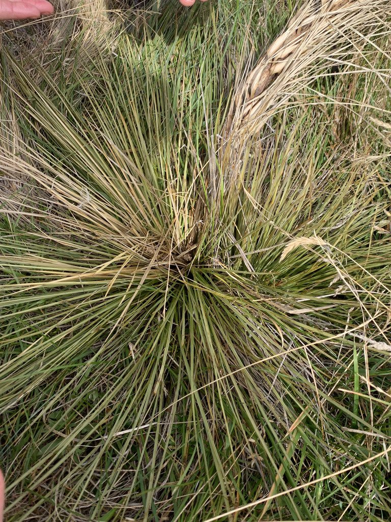 Aciphylla subflabellata photograph 4
