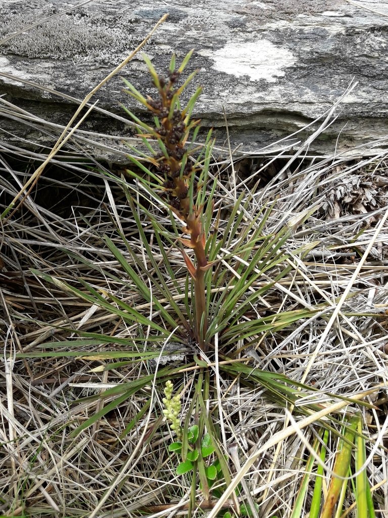 Aciphylla verticillata photograph 5