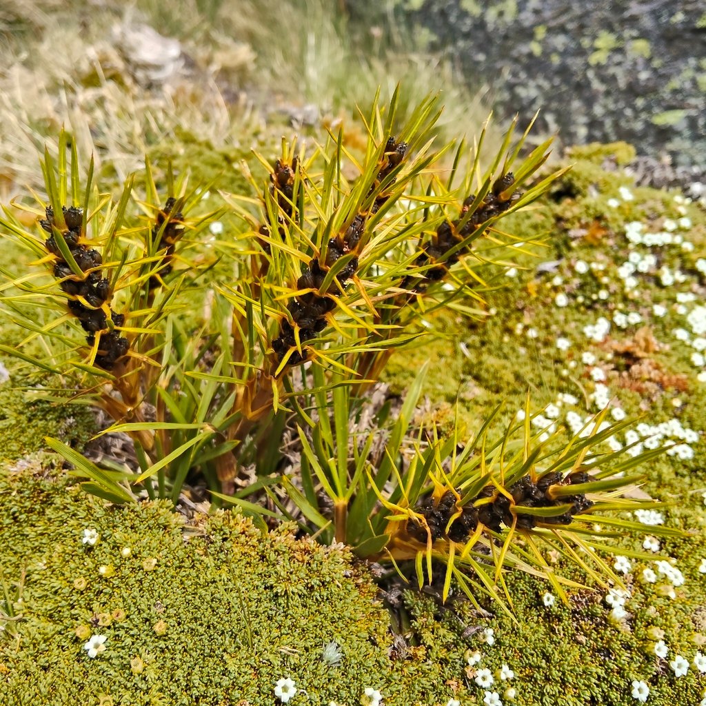 Aciphylla verticillata photograph 3