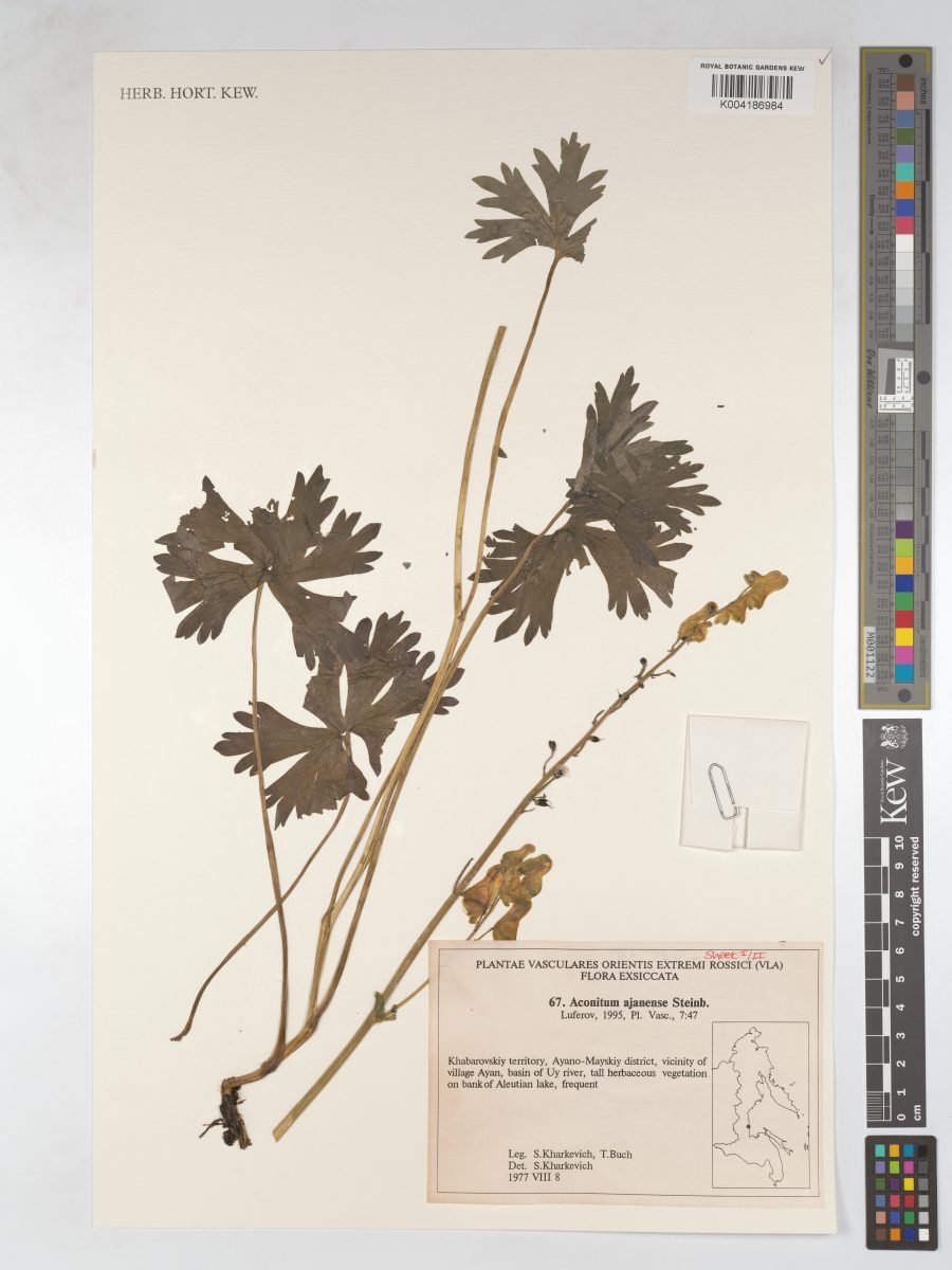 Aconitum ajanense photograph 6