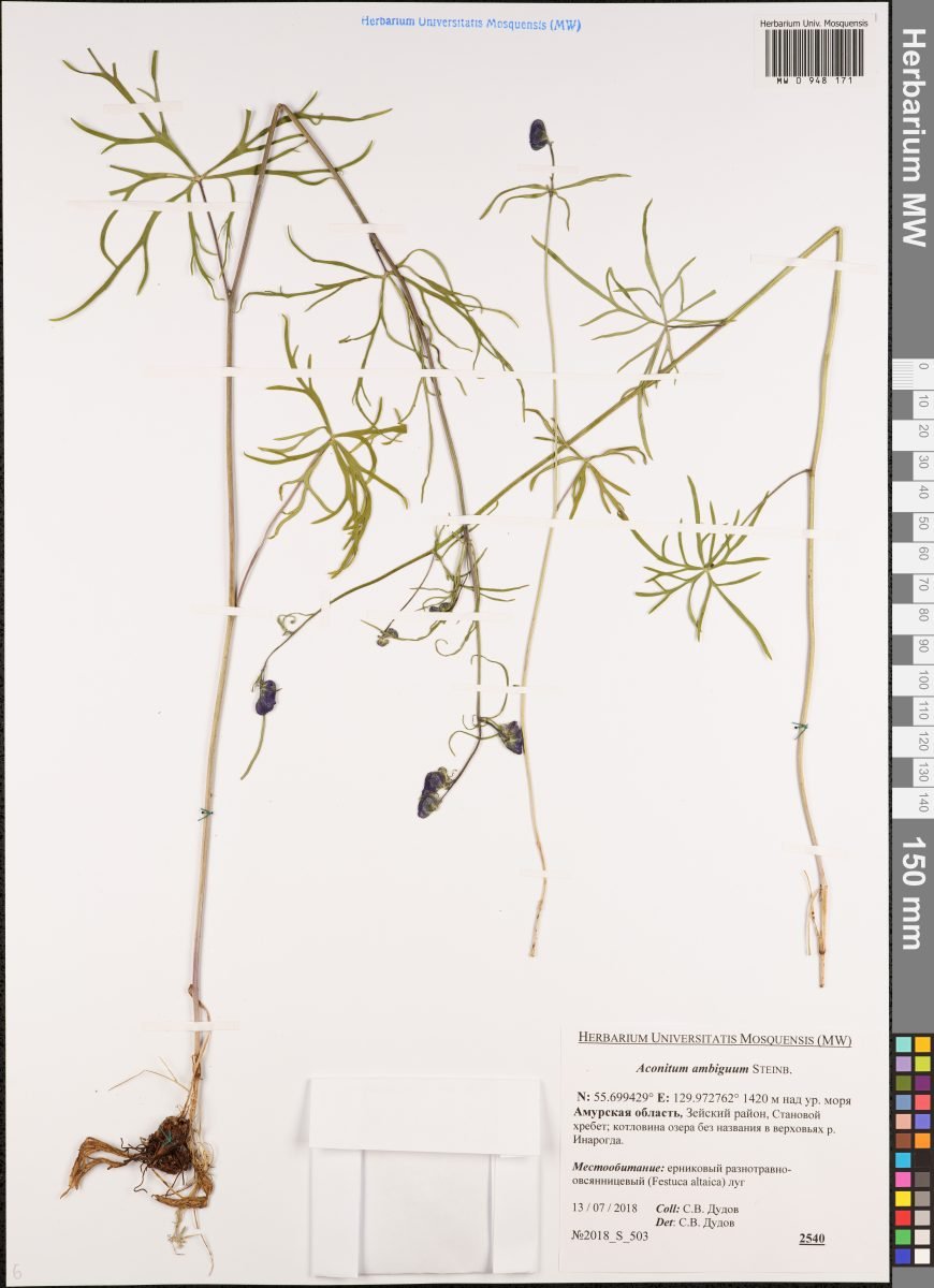 Aconitum ambiguum photograph 3