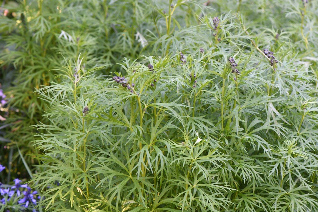Aconitum napellus photograph 3
