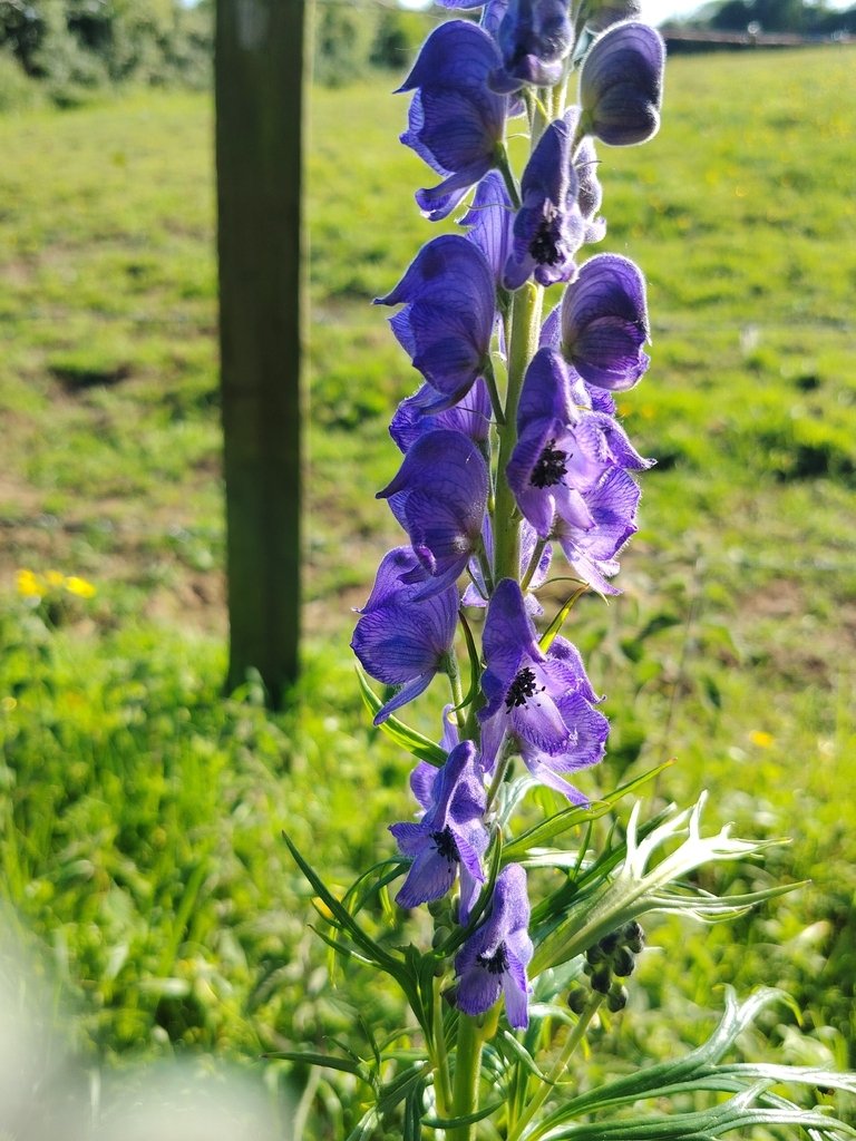 Aconitum napellus photograph 6