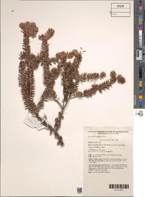 Acrotriche ramiflora photograph 5