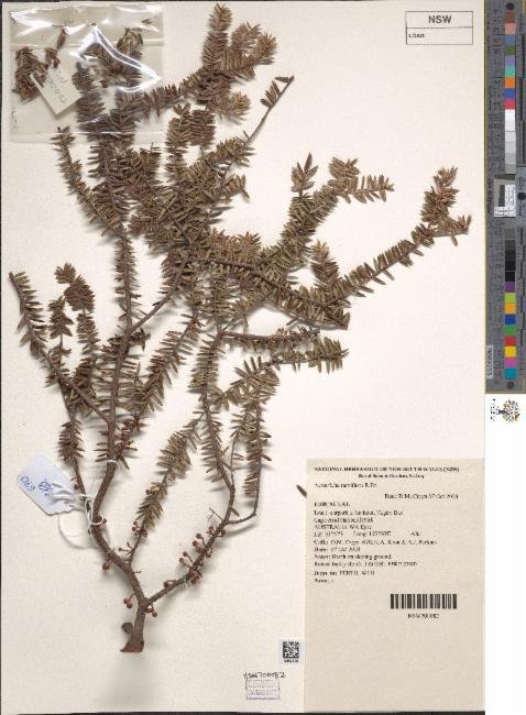 Acrotriche ramiflora