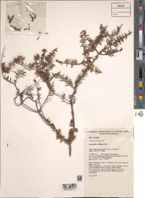 Acrotriche ramiflora photograph 6