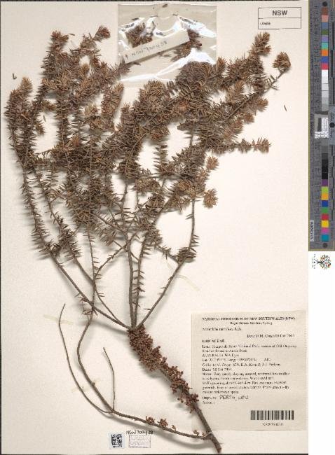 Acrotriche ramiflora photograph 2