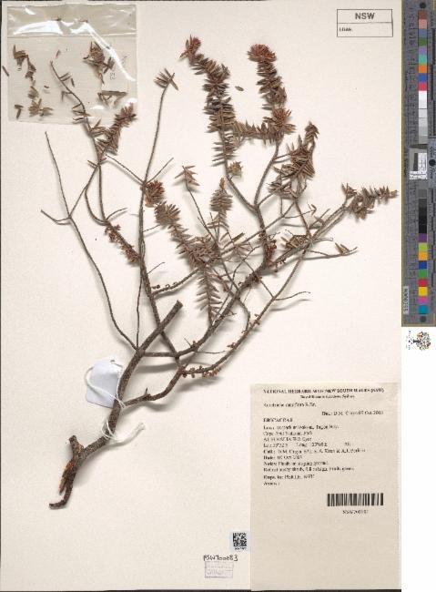 Acrotriche ramiflora photograph 3
