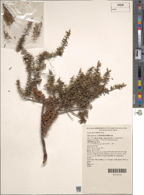 Acrotriche ramiflora photograph 4