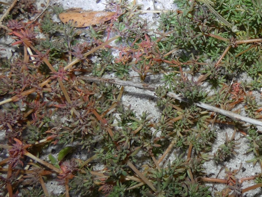 Adenogramma glomerata photograph 3