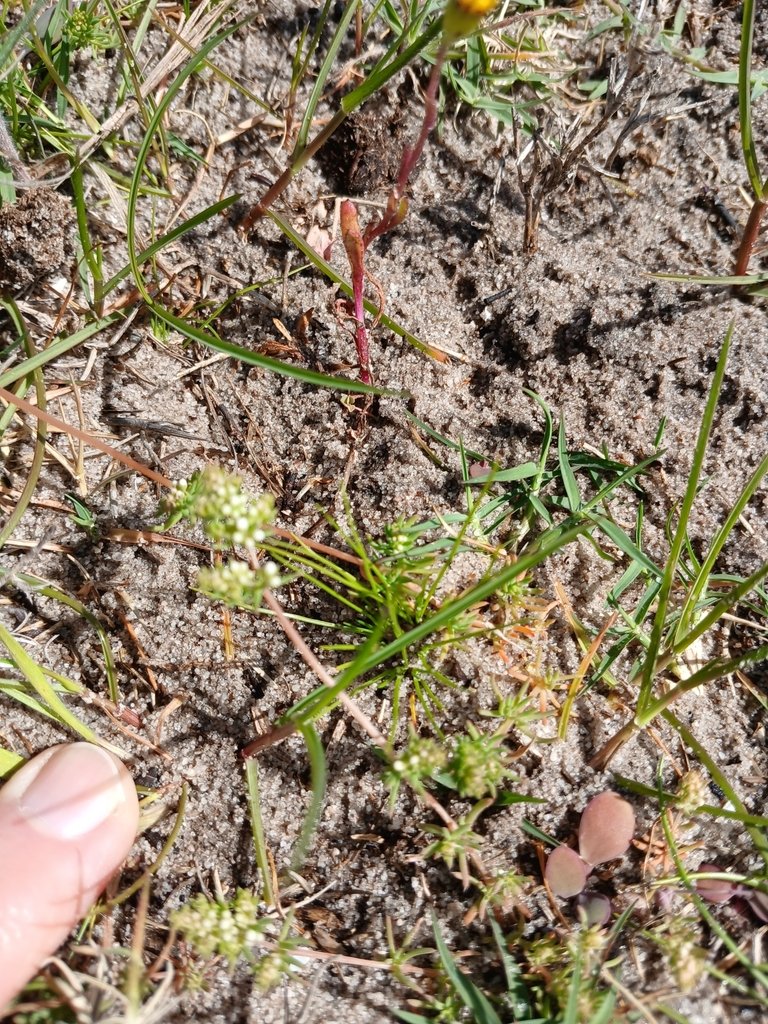 Adenogramma glomerata photograph 4