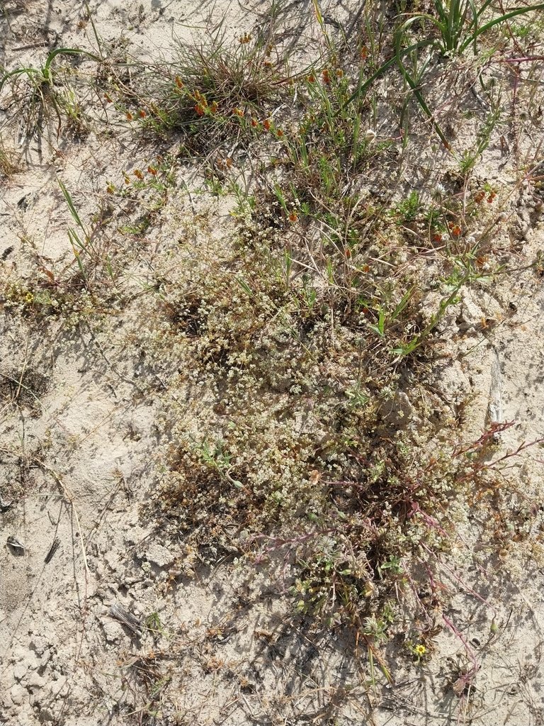 Adenogramma glomerata