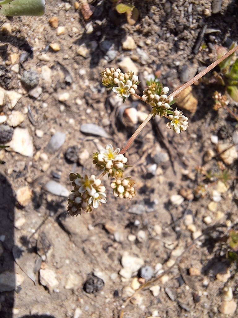 Adenogramma glomerata photograph 5