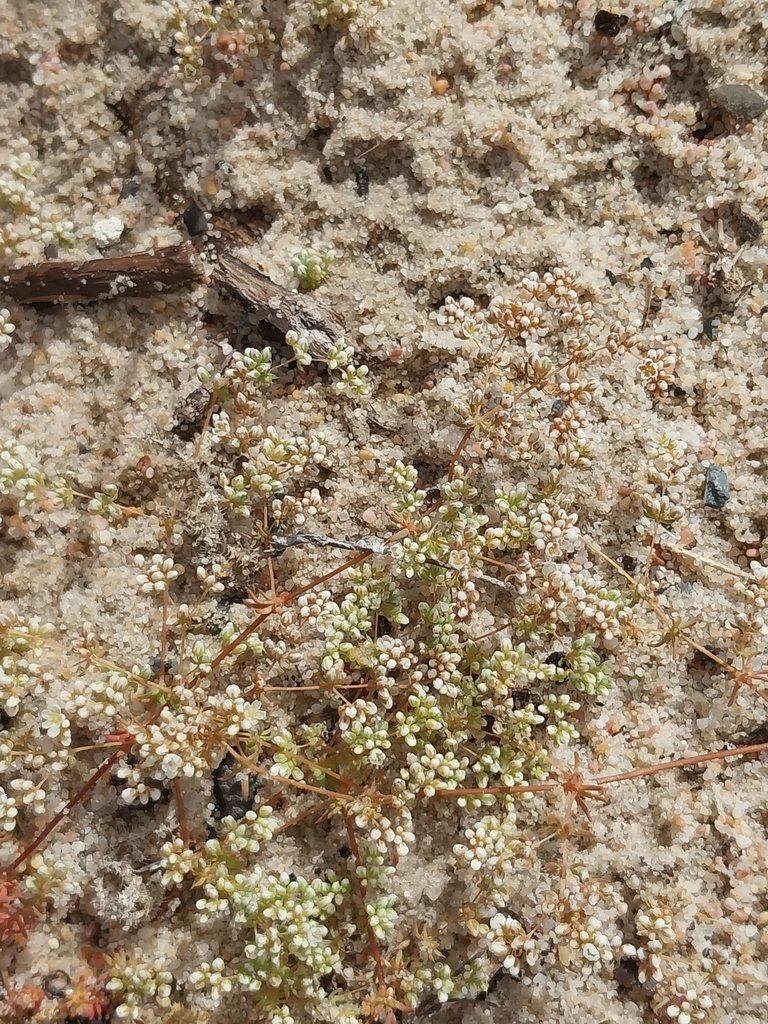 Adenogramma glomerata photograph 2