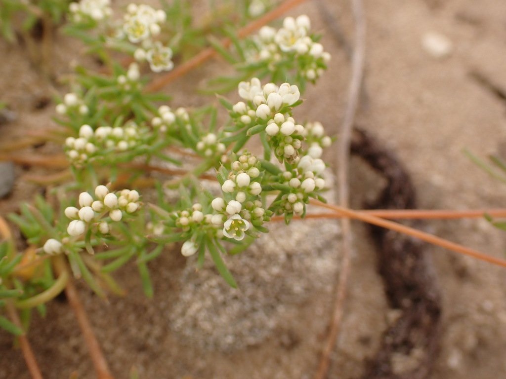 Adenogramma glomerata photograph 6