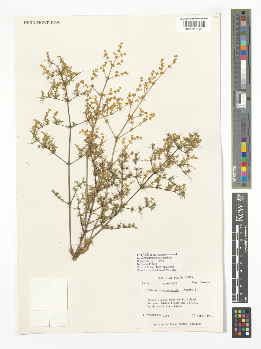 Adenogramma mollugo photograph 5