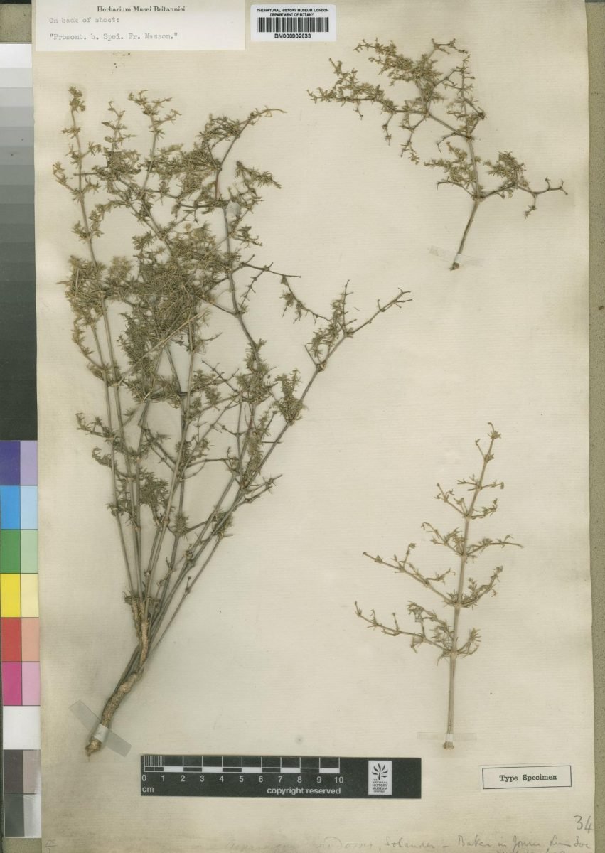 Adenogramma teretifolia photograph 2